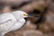 Close-up of a Snowy Egret (Egretta thula)