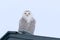 Close up of Snowy owl perched on rooftop of barn