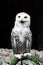 Close up of Snowy Owl sits on perch