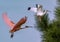 close up of a soaring roseate spoonbill, and an ibis flying high in the sky, against the top of a green pine tree
