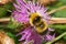 Close-up of the soaring yellow-black Caucasian bumblebee Bombus