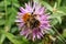 Close-up of the soaring yellow-black Caucasian bumblebee Bombus