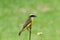 Close up of a Social Flycatcher perched on a tree