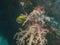 Close up of a soft coral growing on the shipwreck usat liberty in tulamben, bali