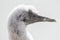 Close-up of a soft fluffy young Northern Gannet chick head, Island Heligoland, Germany