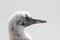 Close-up of a soft fluffy young white Northern Gannet chick head, Island Heligoland, Germany