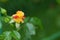 close-up soft focus of a beautiful orange lonely flower on a green bush. Yellow flowers Rosa Golden Celebration. Mother