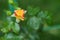 close-up soft focus of a beautiful orange lonely flower on a green bush. Yellow flowers Rosa Golden Celebration. Mother