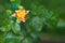 Close-up soft focus of a beautiful orange lonely flower on a green bush. Yellow flowers Rosa Golden Celebration. Mother`s day,