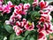 Close-up of soft pink cyclamen.