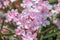 Close up soft pink sweet oleander flower. Sweet Oleander blooming
