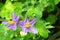The close up of Solanum indicum L. flower,