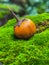 Close up Solanum indicum, yellow fruit on green moss, yellow eggplant,small eggplant