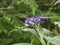 Close up Solanum mauritianum, wild tobacco, flower in bloom with background of green leaves, selective focus