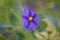 Close-up Solanum purple nightshade flower bush Lycianthes rantonnetii