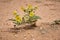 Close up of Solanum rostratum Dunal Plants in Texas desert. Buffalo Bur Nightshade, Breaked-Sandbur