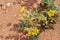 Close up of Solanum rostratum Dunal Plants in Texas desert. Buffalo Bur Nightshade, Breaked-Sandbur