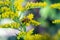 Close up Solidago, commonly called goldenrods with a soldier beetle ,