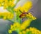 Close up Solidago, commonly called goldenrods with a soldier beetle ,