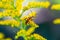 Close up Solidago, commonly called goldenrods with a soldier beetle ,