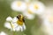 Close up of solitary Bee on daisy flower collecting pollen