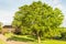 Close up of solitary Catalpa, Catalpa bignonioides