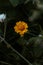 Close up of a solitary daisy over a green background with copy space