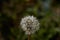 Close up of a solitary dandelion