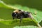 Close-up solitary leafcutter bee or alfalfa leafcutting bee on green leaf