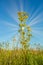 Close up of solitary Perennial Sowthistle, Sonchus arvensis