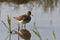 Close up of a Solitary Sandpiper bird