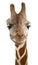 Close-up of a Somali Giraffe facing, Giraffa camelopardalis reticulata