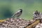 Close up of Sombre tit Poecile lugubris in nature