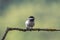 Close up of Sombre tit Poecile lugubris in nature