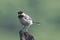 Close up of Sombre tit Poecile lugubris in nature