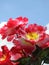 Close-up of some big red artificial flowers with yellow carpel on a sunny day