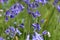 A close-up of some blue Hyacinthoides hispanica in blossom