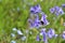 A close-up of some blue Hyacinthoides hispanica in blossom and a bumblebee