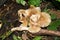 Close up of some brown mushrooms growing in woods