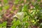 Close-up of some cabbage butterflies Pieris brassicae