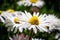 Close-up on some chamomile blossoms with blurry background