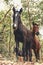 Close up of some curious horses in the middle of the forest looking straight to camera during a bright day