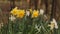 Close-up of some Daffodil`s in the wild