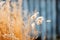 a close up of some dry grass in front of a wooden fence