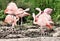 A close up of some Flamingos