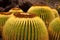 Close up of some golden barrel cacti