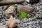 Close up of some green grass betwwen scattering stones