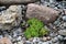 Close up of some green grass betwwen scattering stones