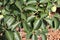 Close-up of some persimmon branches in summer