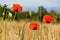 Close up of some poppy flowers in a field of wheat